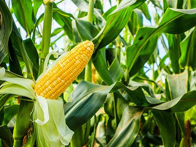 A How to Grow Corn: Your Complete Guide