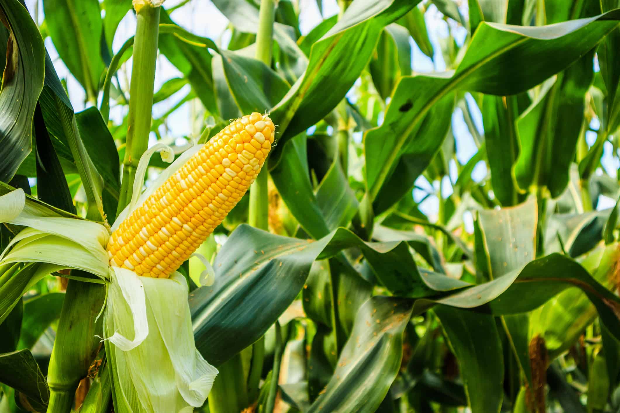 How To Grow Corn Your Complete Guide AZ Animals