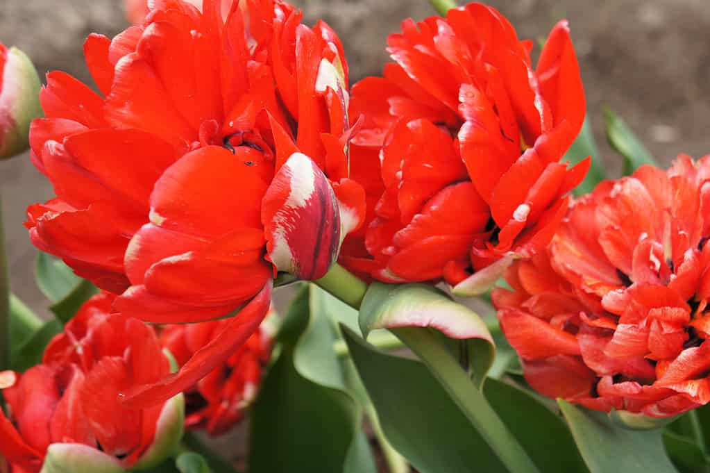 Red Double Late tulips