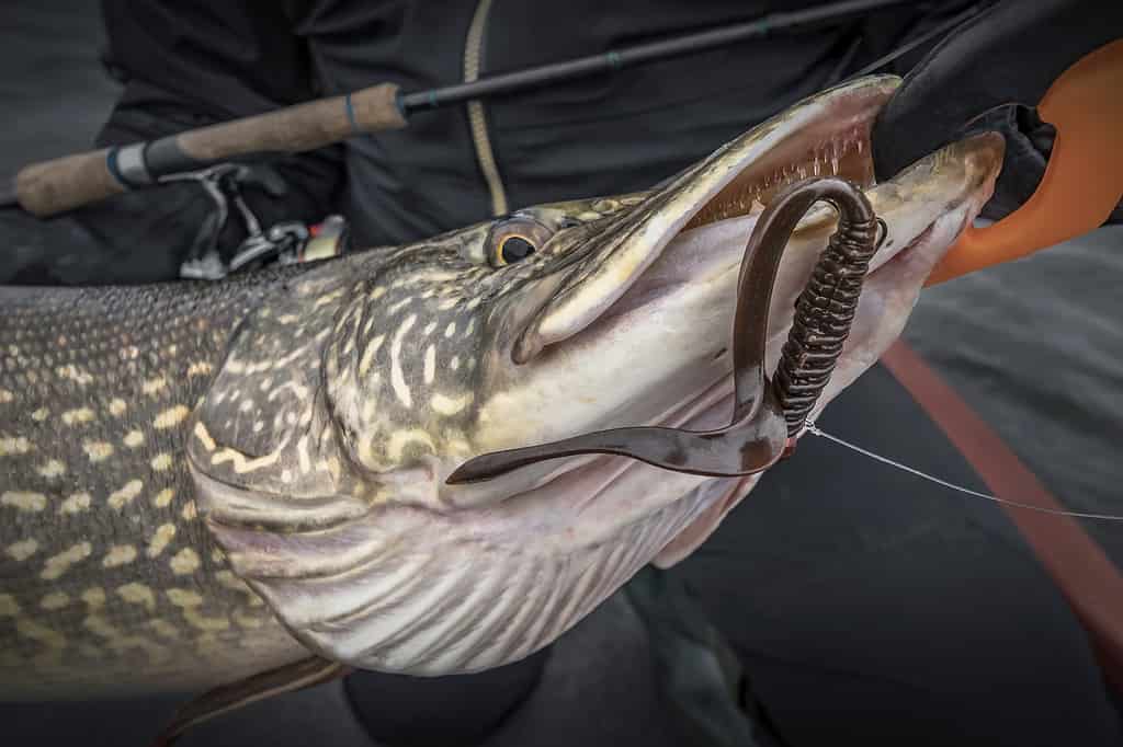 An angler with a trophy northern pike 