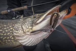Largest Northern Pike Ever Caught in Idaho Was An Absolute Monster photo