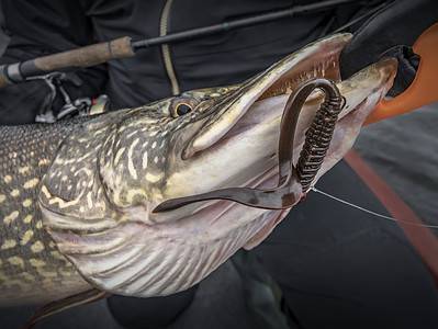 A Largest Northern Pike Ever Caught in Idaho Was An Absolute Monster