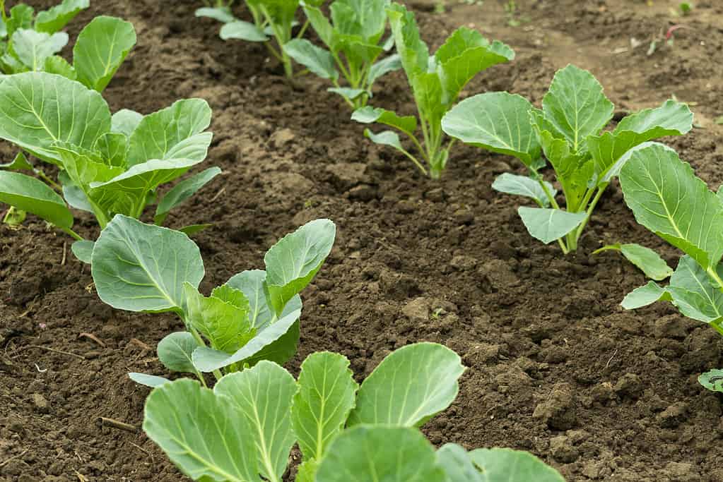 Cabbage seedlings