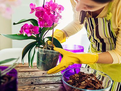 A The 5 Most Common Reasons Orchid Leaves Turn Yellow and How to Fix It