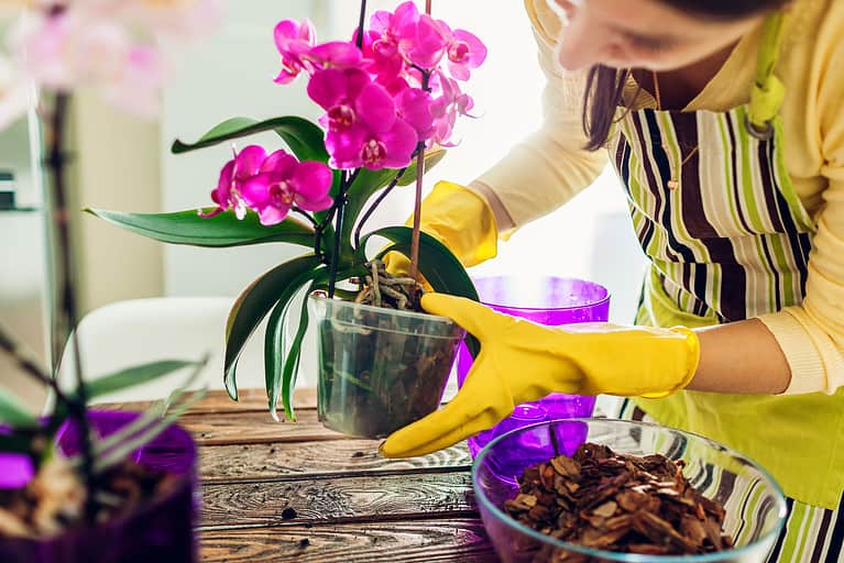 Orchid, Flower, Flower Pot, Care, Domestic Life