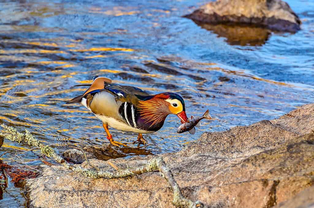 Eating, Mandarin Duck, Animal, Animal Body Part, Animal Eye