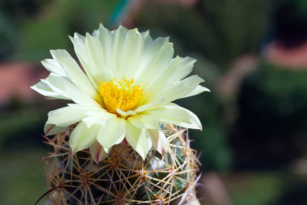 Coryphantha (beehive) cactus