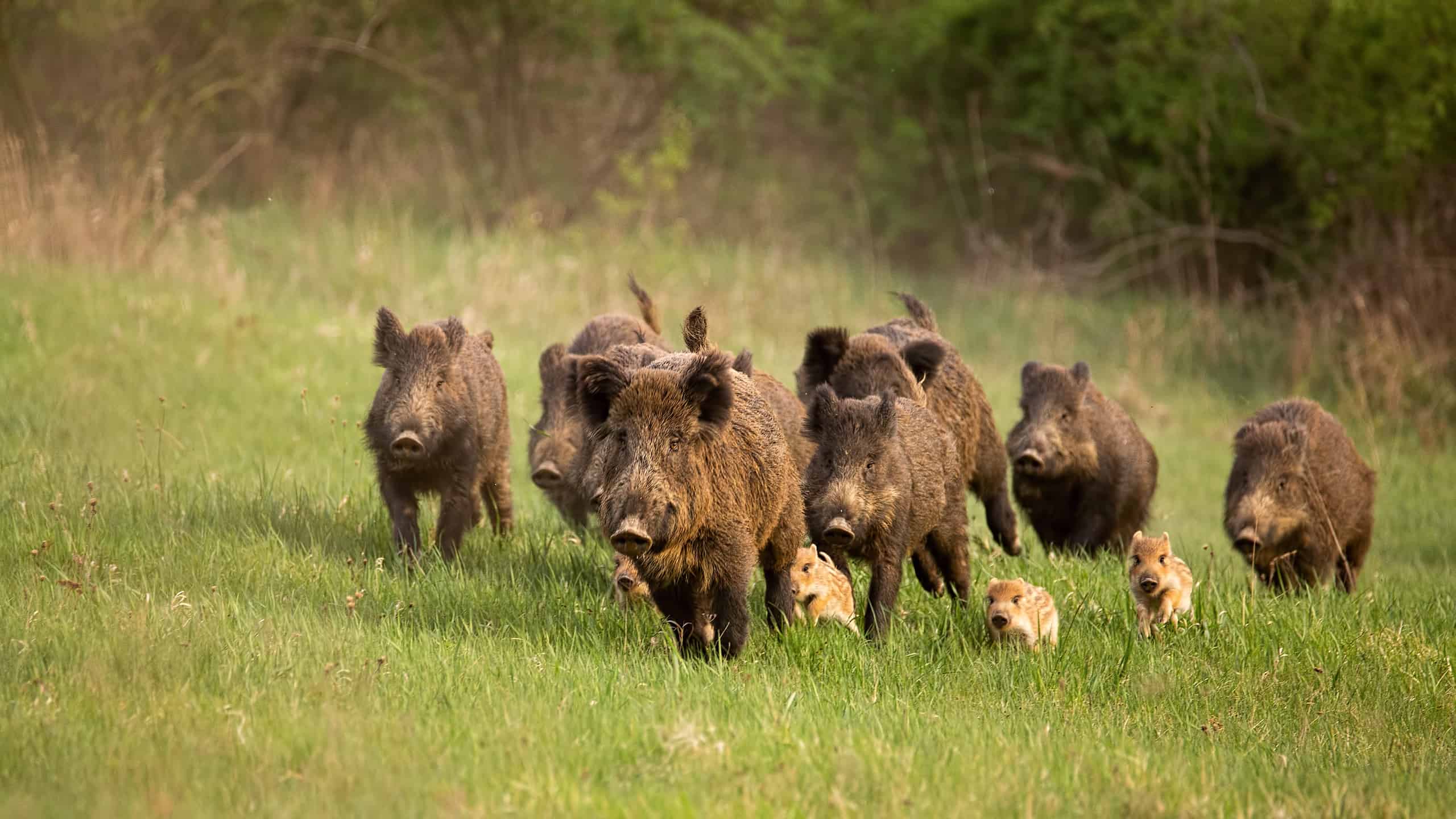 Feral Hogs in North Carolina How Many Are There and Where Do They Roam
