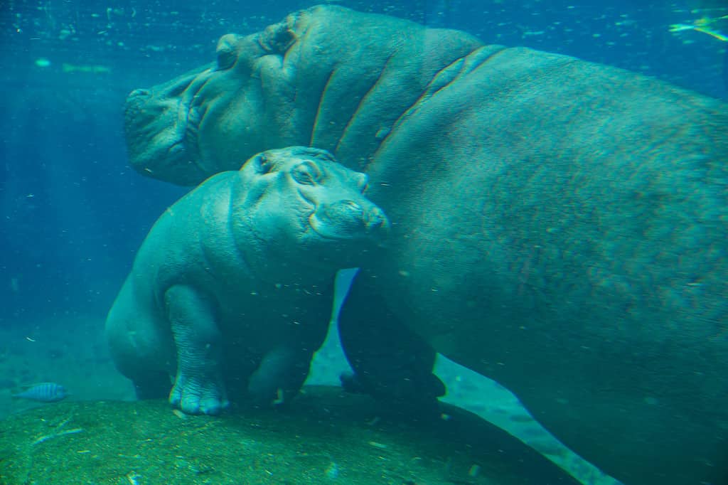 Hippos are built for the water.