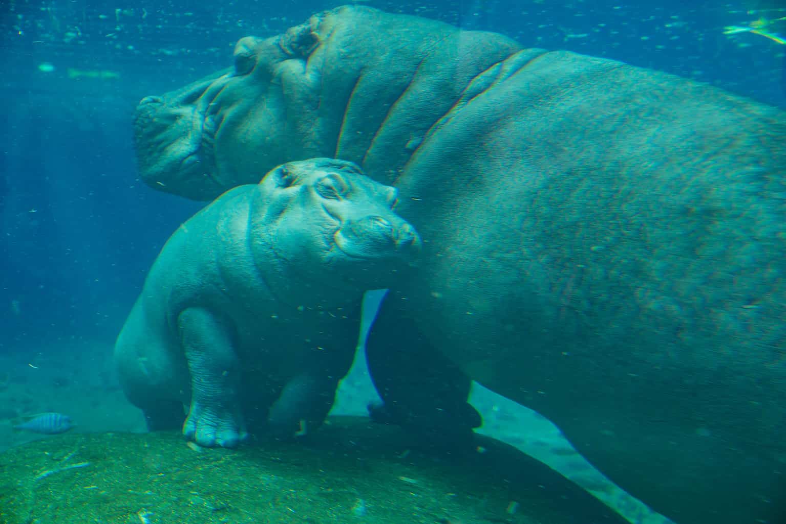 how-long-can-hippos-hold-their-breath-underwater-a-z-animals