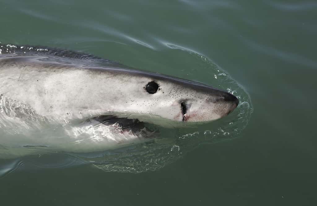 Juvenile great white shark (Carcharodon carcharias) breaching on ocean surface in South Africa