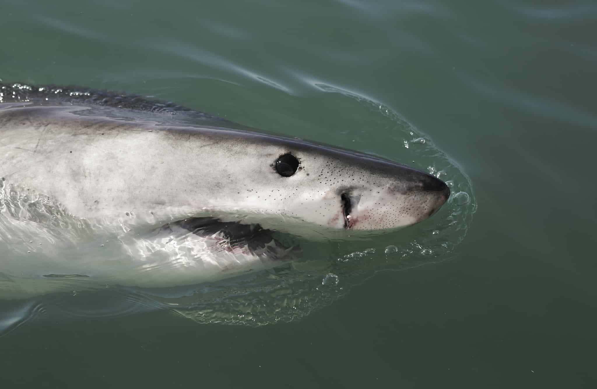 A ‘Ghost’ Great White Shark Sighting Revives a Major Mediterranean ...