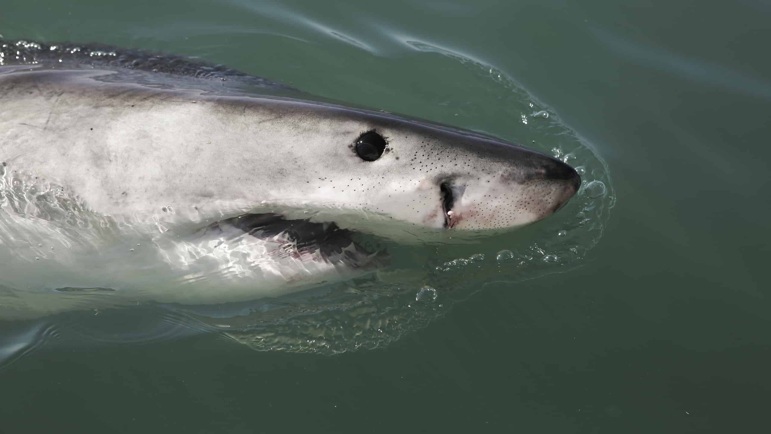 Juvenile great white shark (Carcharodon carcharias) breaching on ocean surface in South Africa