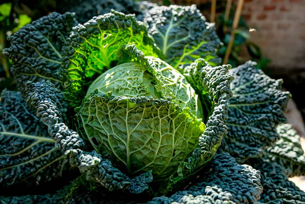 Savoy cabbage