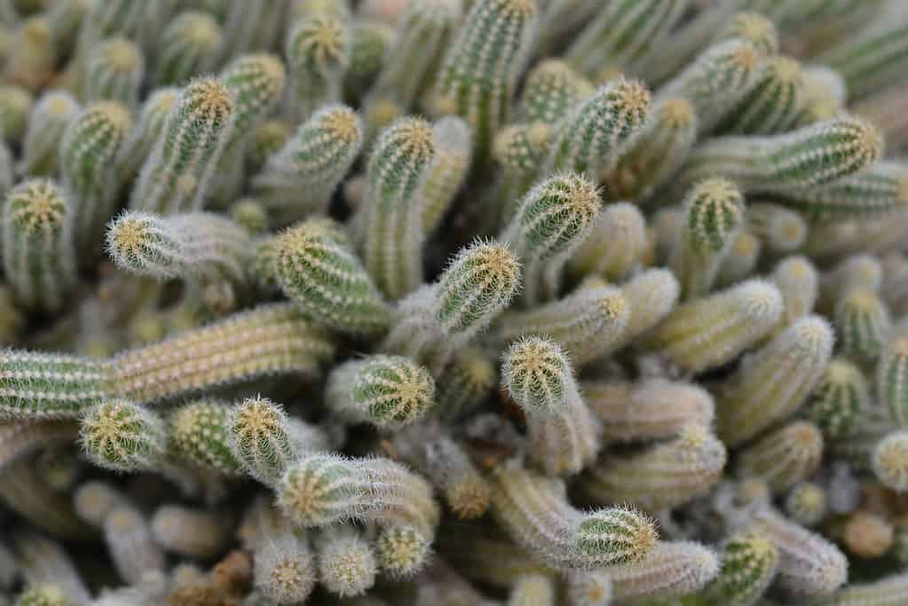 Echinopsis chamaecereus, peanut cactus