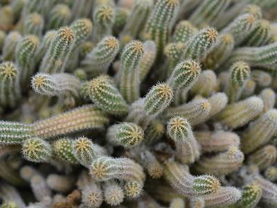 A 4 Types Of Outdoor Cacti
