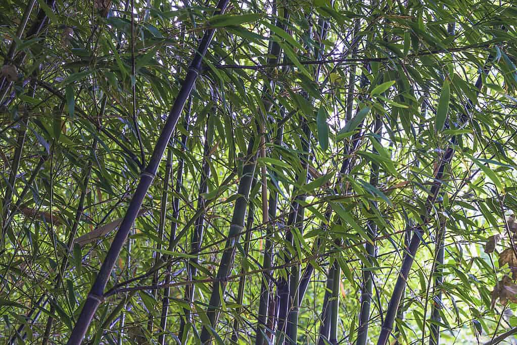Black bamboo or Phyllostachys nigra