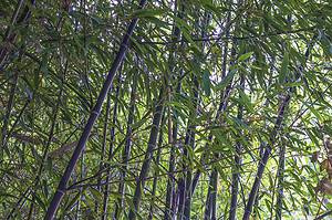 Bamboo In North Dakota Picture
