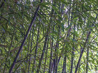 A Growing Bamboo In Kentucky