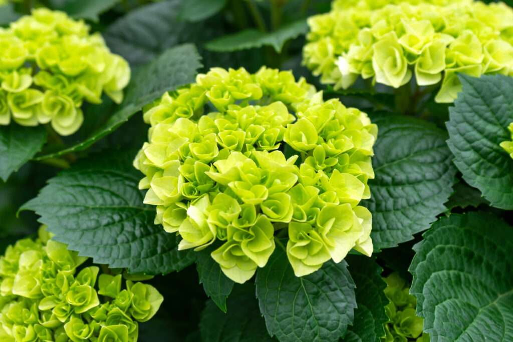Little lime hydrangea with dark green leaves in the background