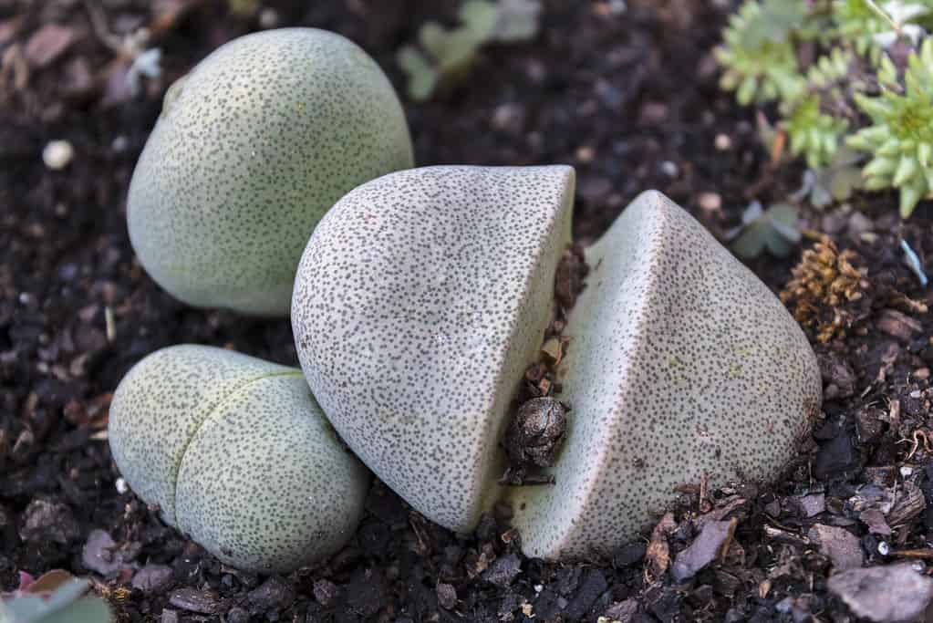 Split rock succulent, Pleiospilos nelii