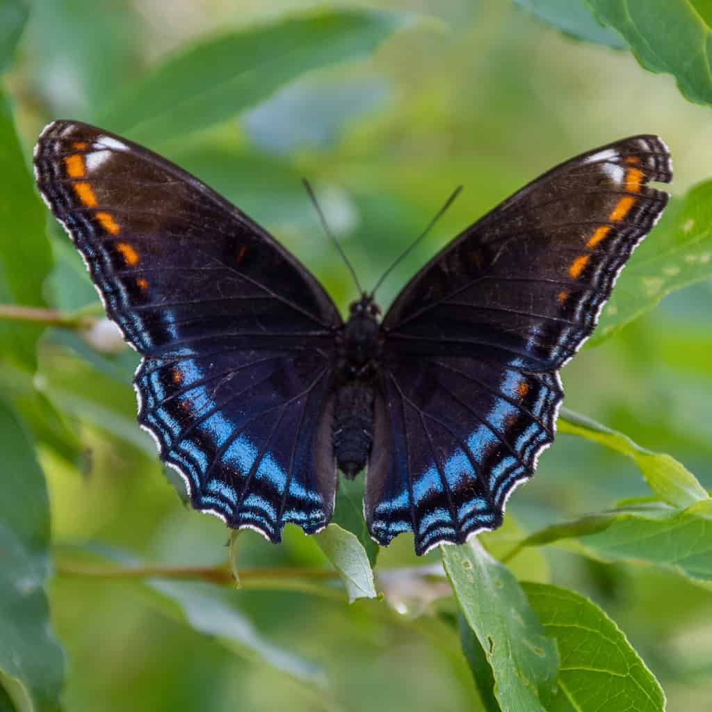 Red-spotted purple butterfly on a leaf can be found in Florida