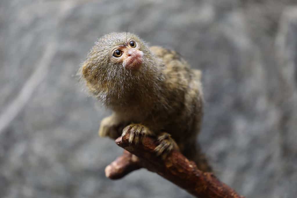 Finger monkeys live for approximately 12 years in the wild