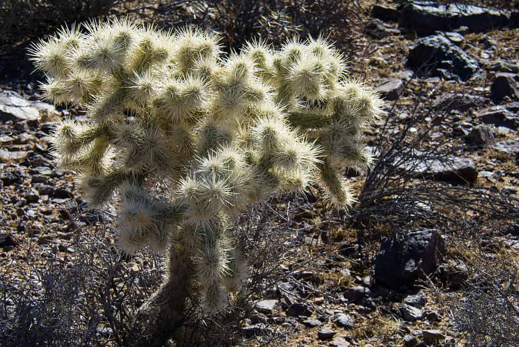 Cylindropuntia echinocarpa, silver chola cactus