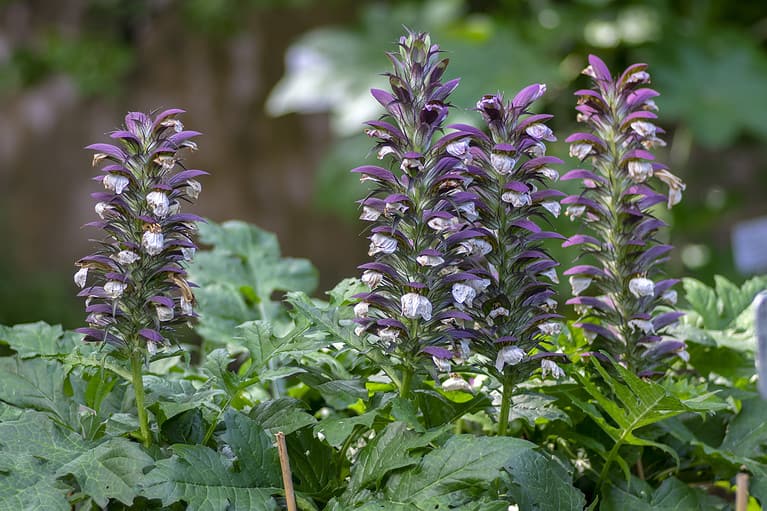 Acanthus mollis, bear's breech, the national flower of Greece