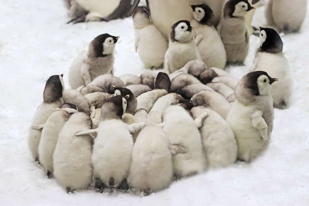Emperor penguin sheltering circle
