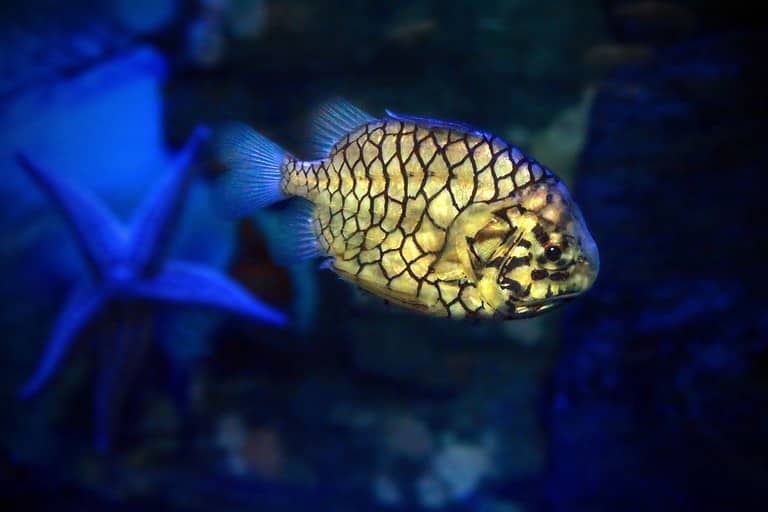 Pinecone fish or Monocentris japonica
