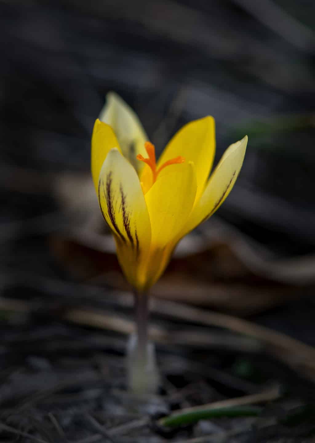 Crocus Bulbs: Varieties, How to Propagate, and Care Guide