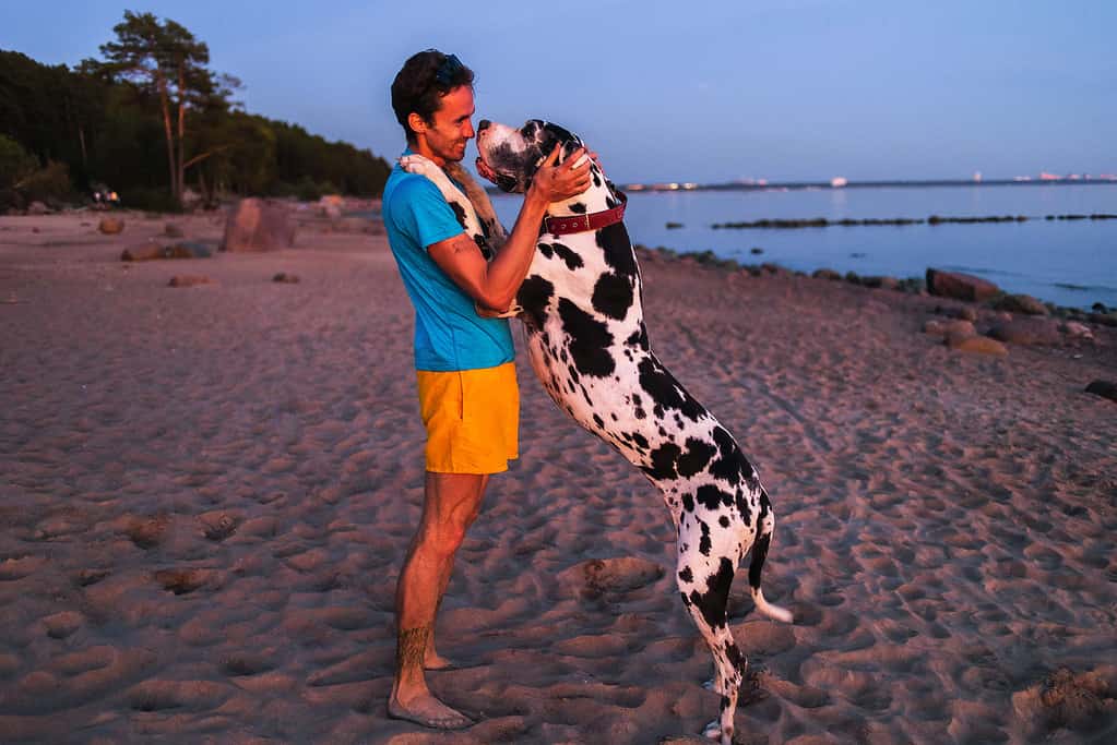 Side view of happy man in casual clothes cuddling and caressing majestic Great Dane hound while standing on sandy beach in summer evening