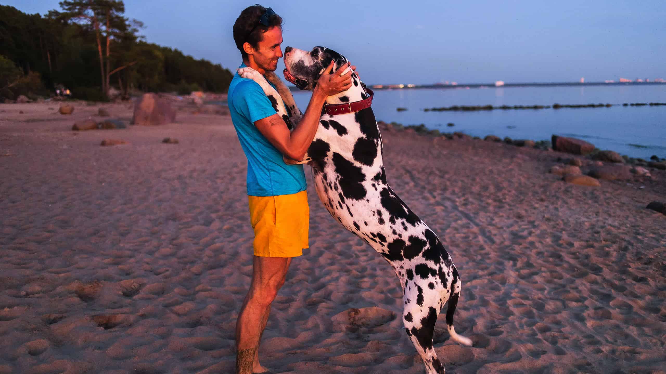 Side view of happy man in casual clothes cuddling and caressing majestic Great Dane hound while standing on sandy beach in summer evening