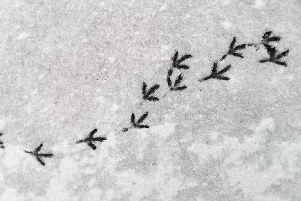 Pigeon bird tracks in the snow