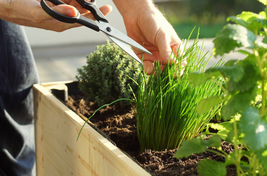 A person harvesting Allium schoenoprasum or chives from a box garden with scissors.