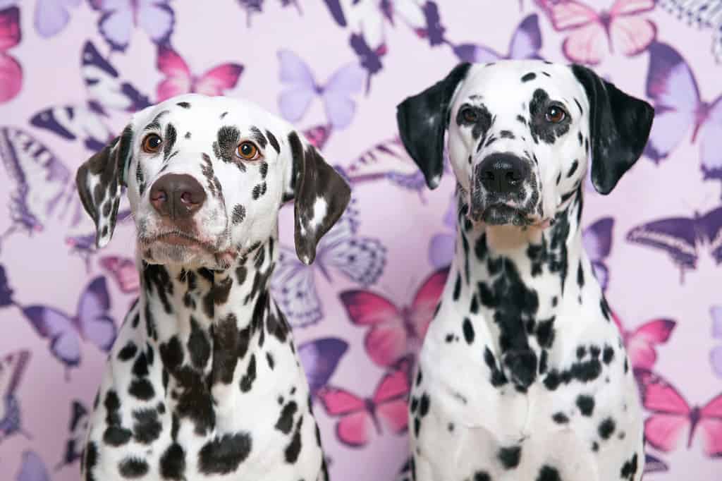 A liver dalmatian posing next to a black spotted dalmatian