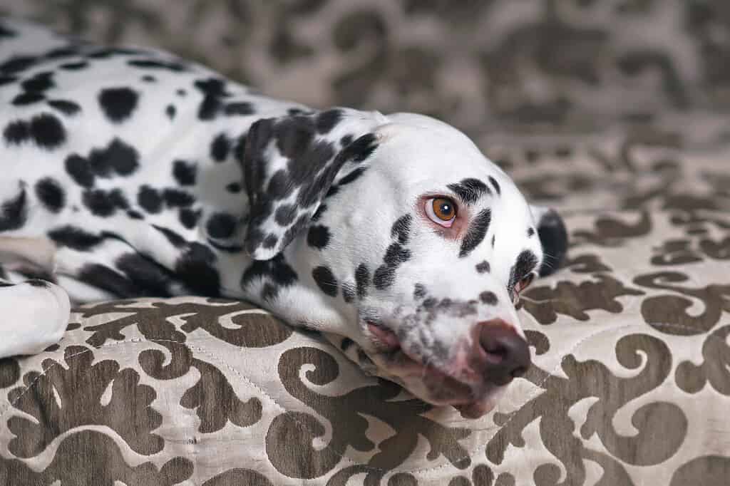 Liver dalmatian laying on a couch