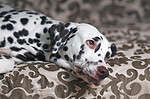 The portrait of a white and liver spotted Dalmatian dog posing indoors lying down on a brown couch
