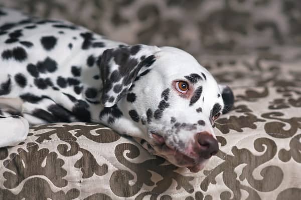 The portrait of a white and liver spotted Dalmatian dog posing indoors lying down on a brown couch