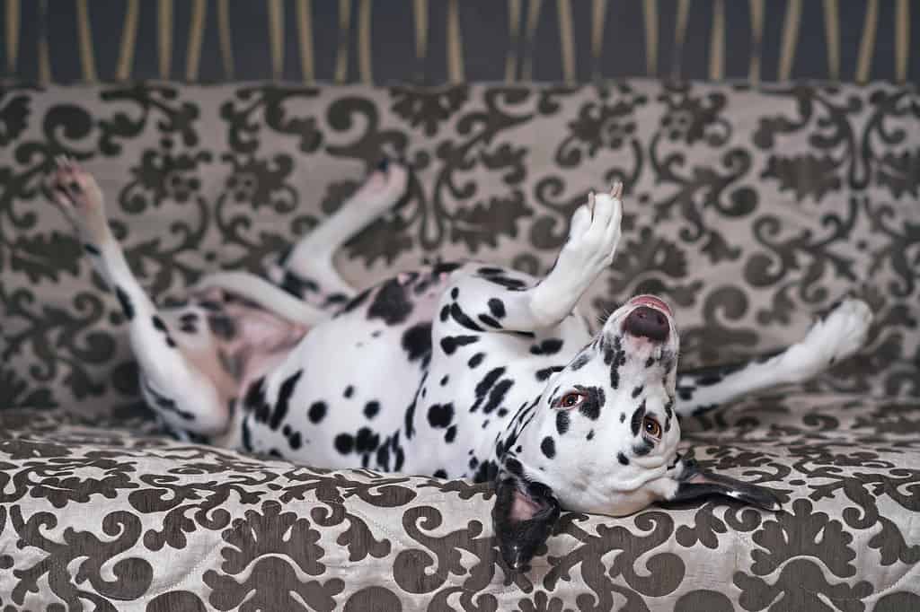 Liver dalmatian in an upside down pose on a couch
