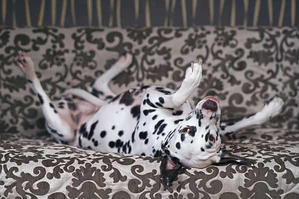 White and liver spotted Dalmatian dog posing indoors lying upside down on a brown couch