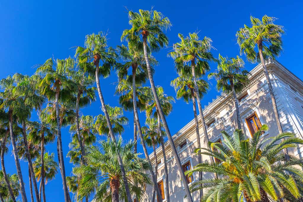 Mexican Fan Palm (Washingtonia Robusta)