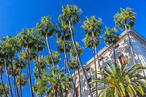 The 5 Most Common Palm Trees You’ll Find in Mexico Picture