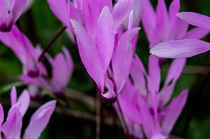 Discover the National Flower of Lebanon: Lebanon Cyclamen Picture