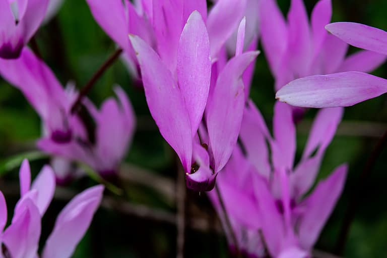 Lebanon Cyclamen
