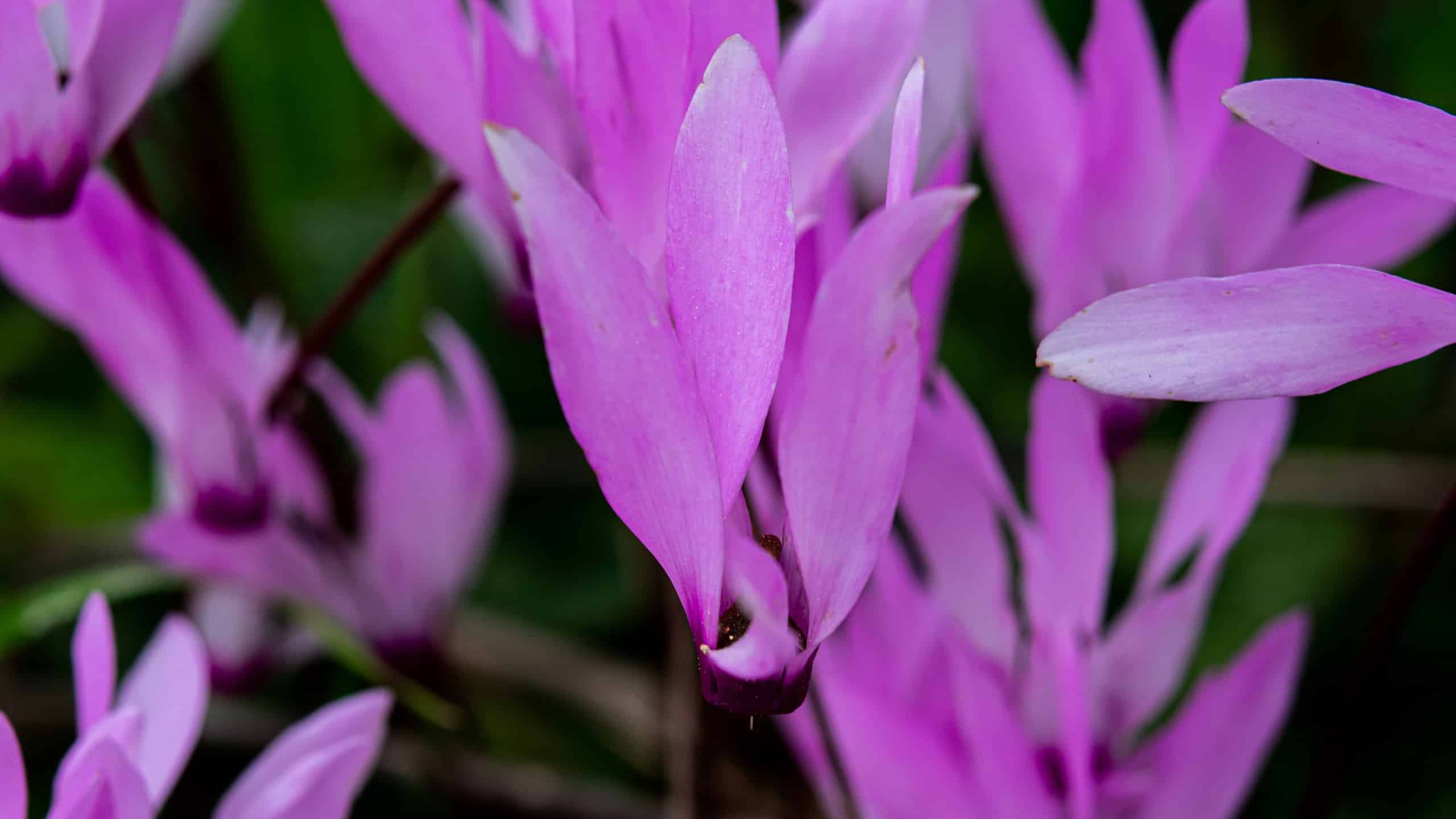 Discover The National Flower Of Lebanon Lebanon Cyclamen A Z Animals