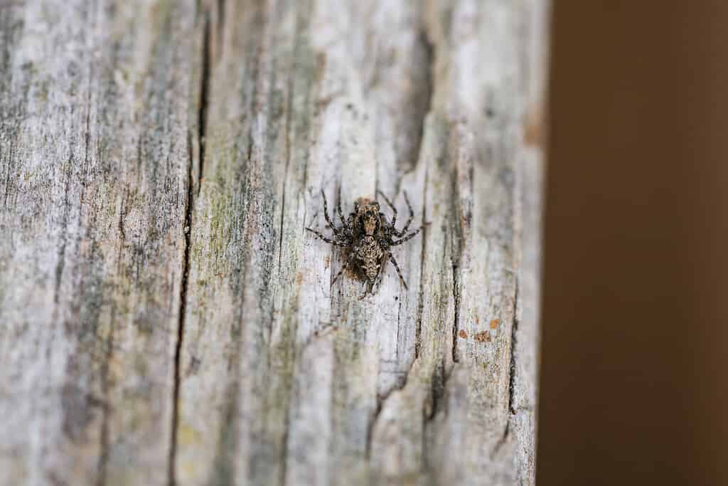 western lynx spider