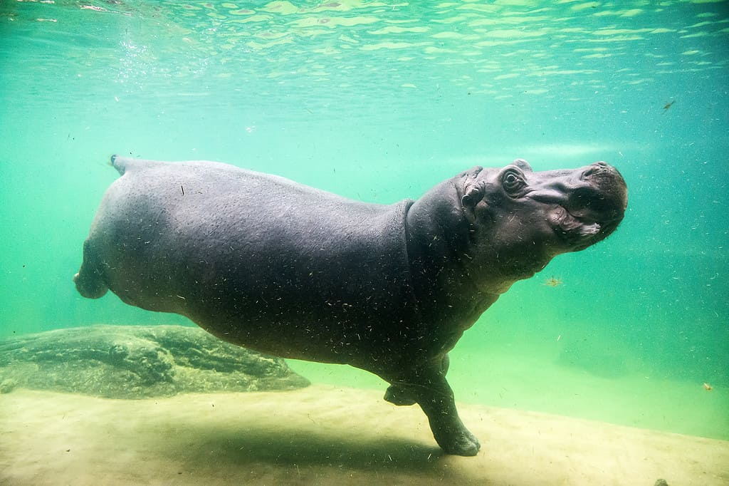 Cute hippopotamus swim underwater in a zoo. Wroclaw, Poland. One of the biggest zoo in Europe