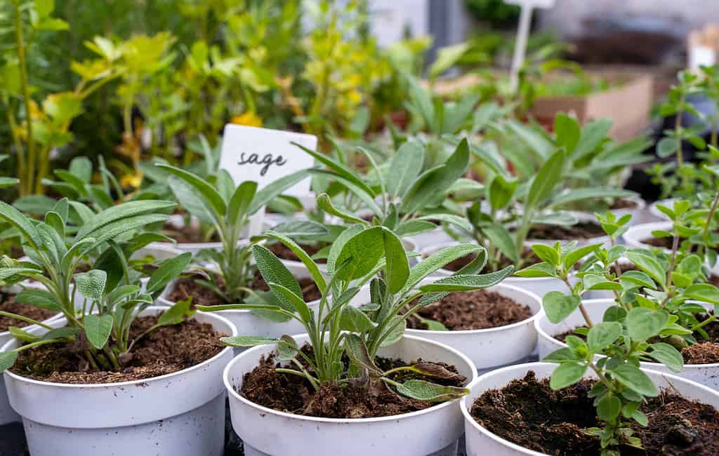 Sage seedlings